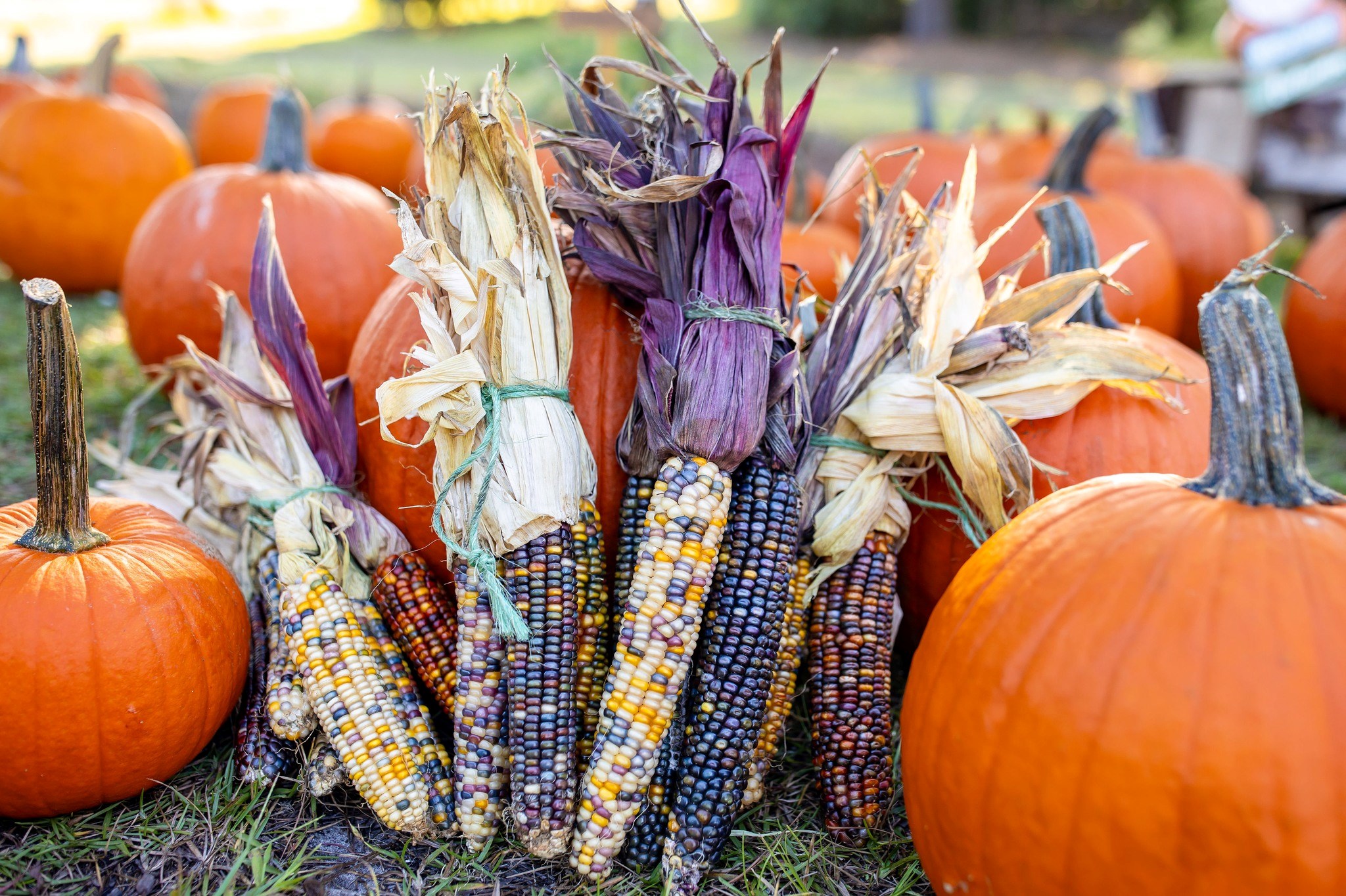 Gregory Farms Fall Festival